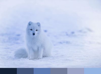 Arctic Fox color palette