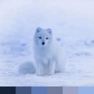 Arctic Fox color palette