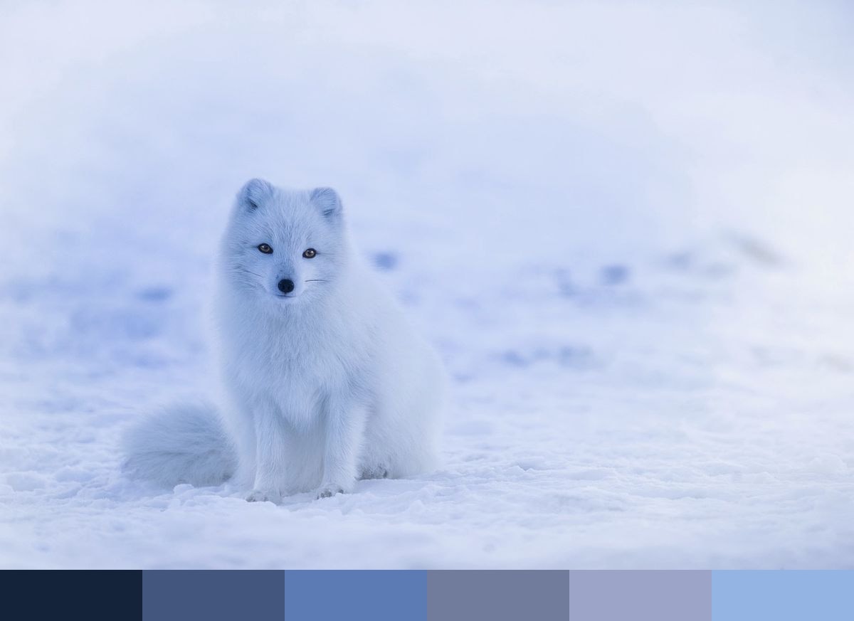 Arctic Fox color palette