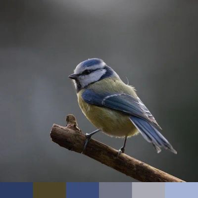 Blue tit color palette
