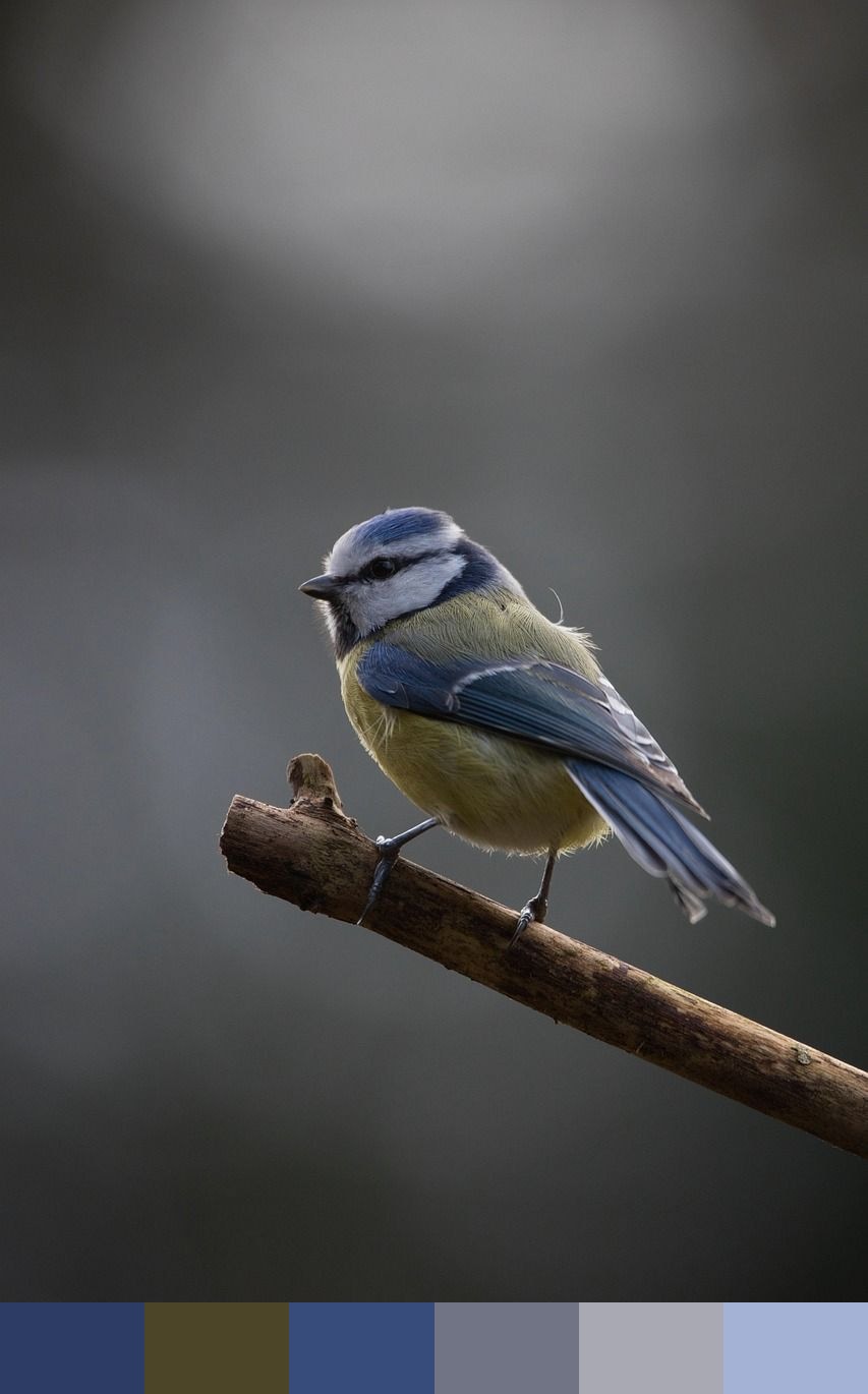 Blue tit color palette