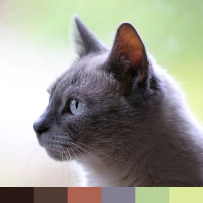 Gray Domestic Cat color palette