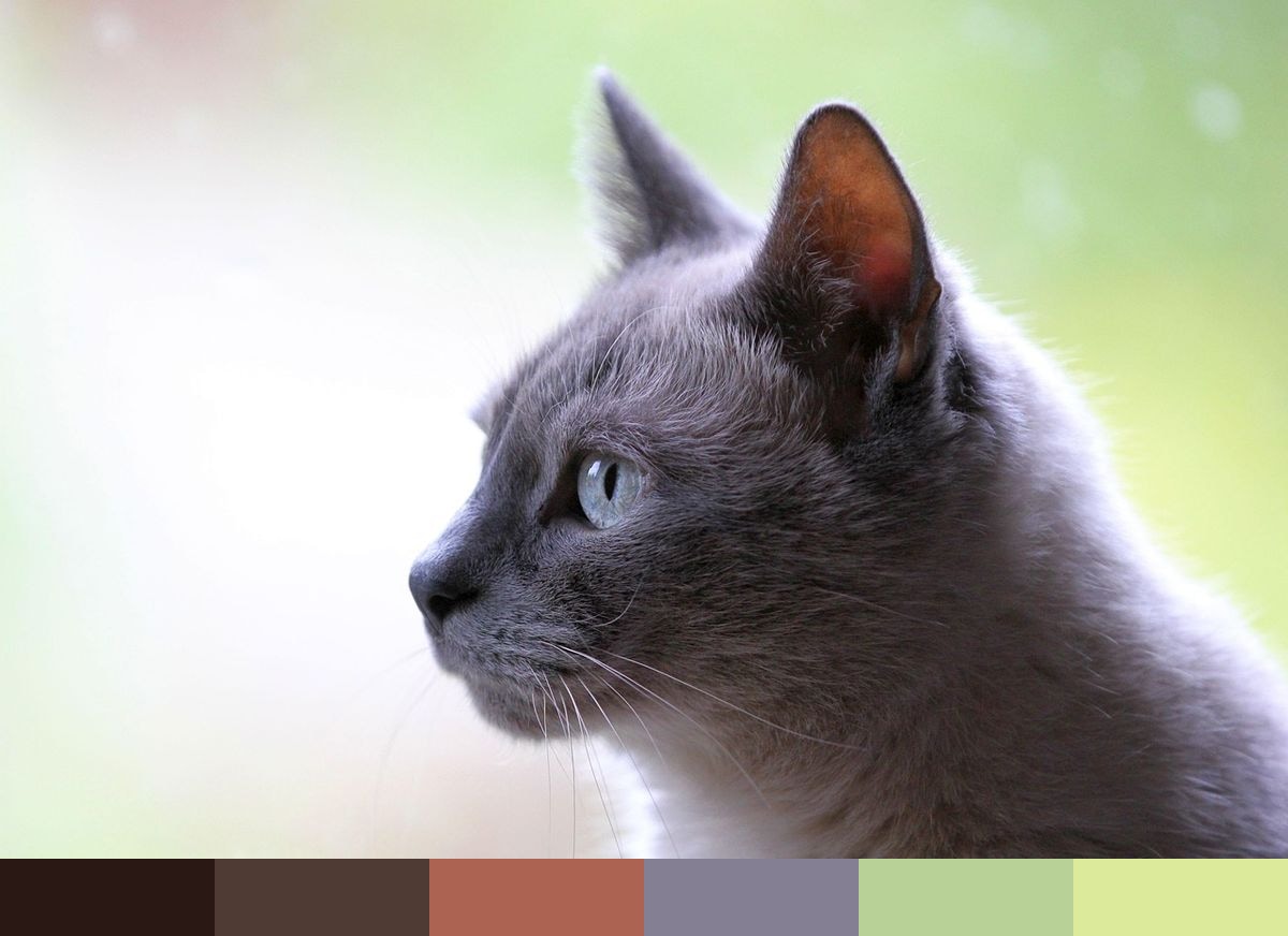 Gray Domestic Cat color palette