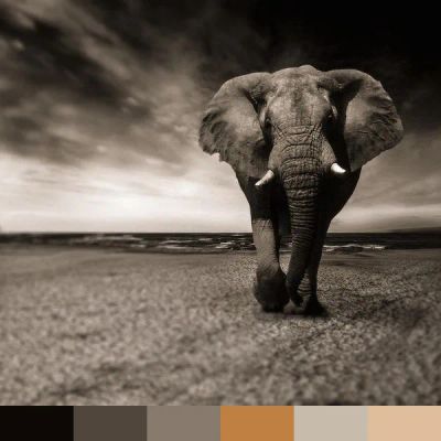 Elephant, Black-and-white color palette