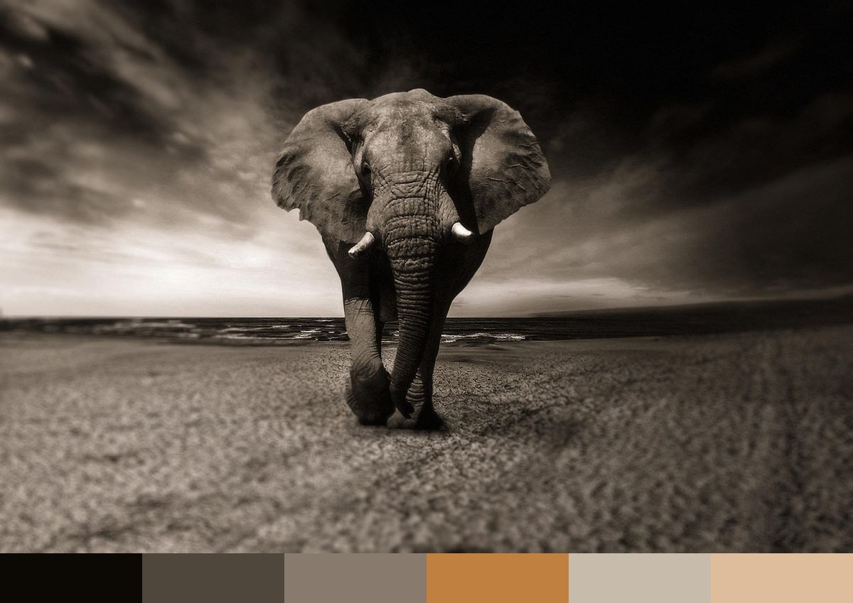 Elephant, Black-and-white color palette