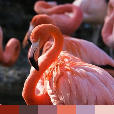 Flamingo color palette