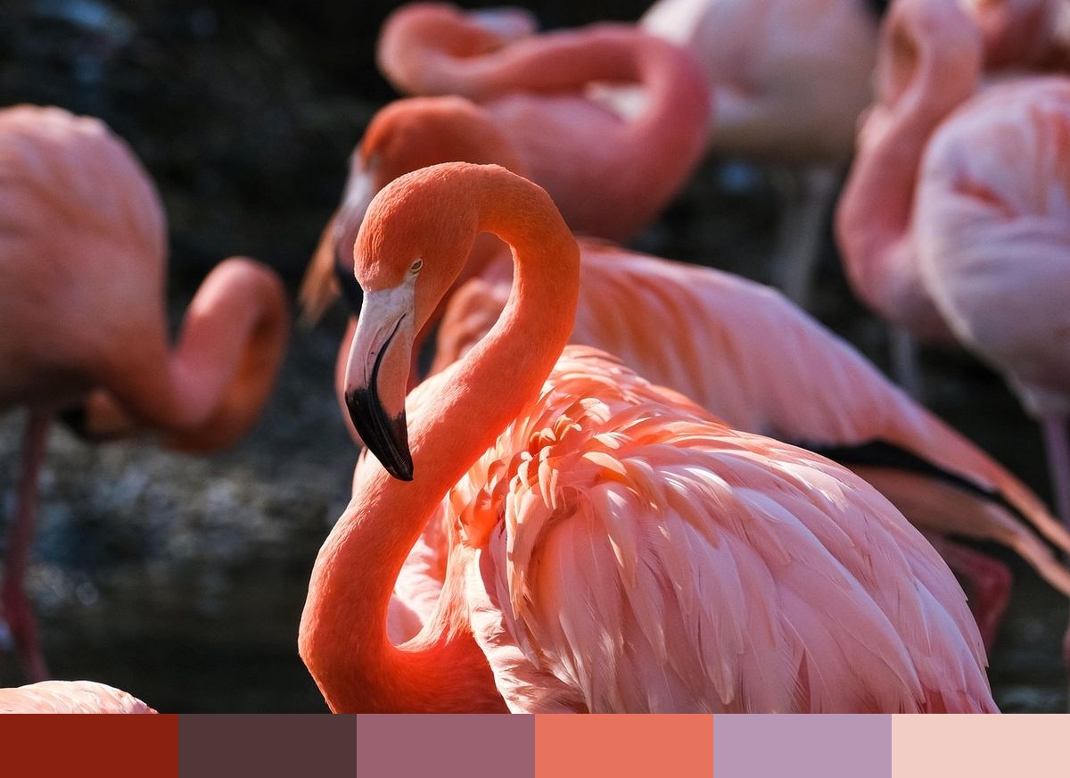 Flamingo color palette