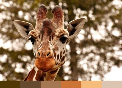 Giraffe color palette