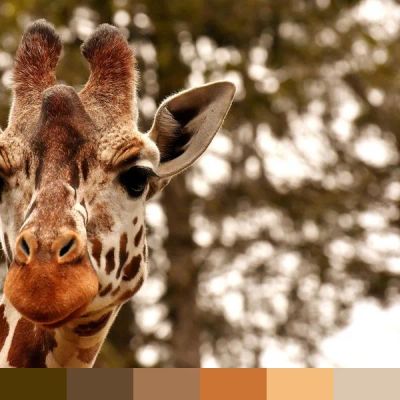 Giraffe color palette