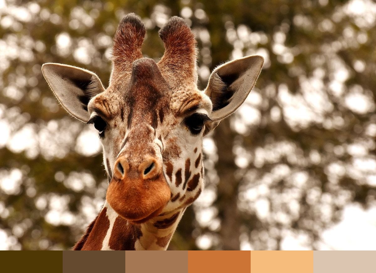 Giraffe color palette