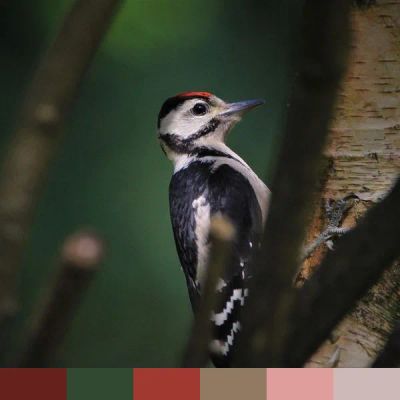 Great spotted woodpecker color palette