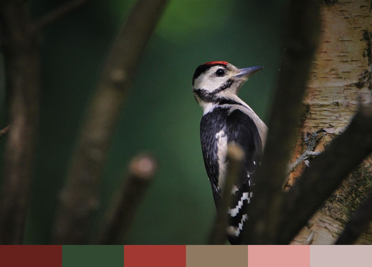 Great spotted woodpecker color palette