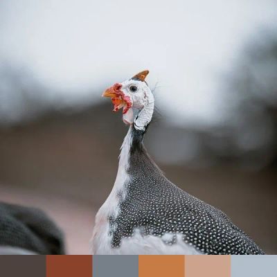 Guinea fowl color palette