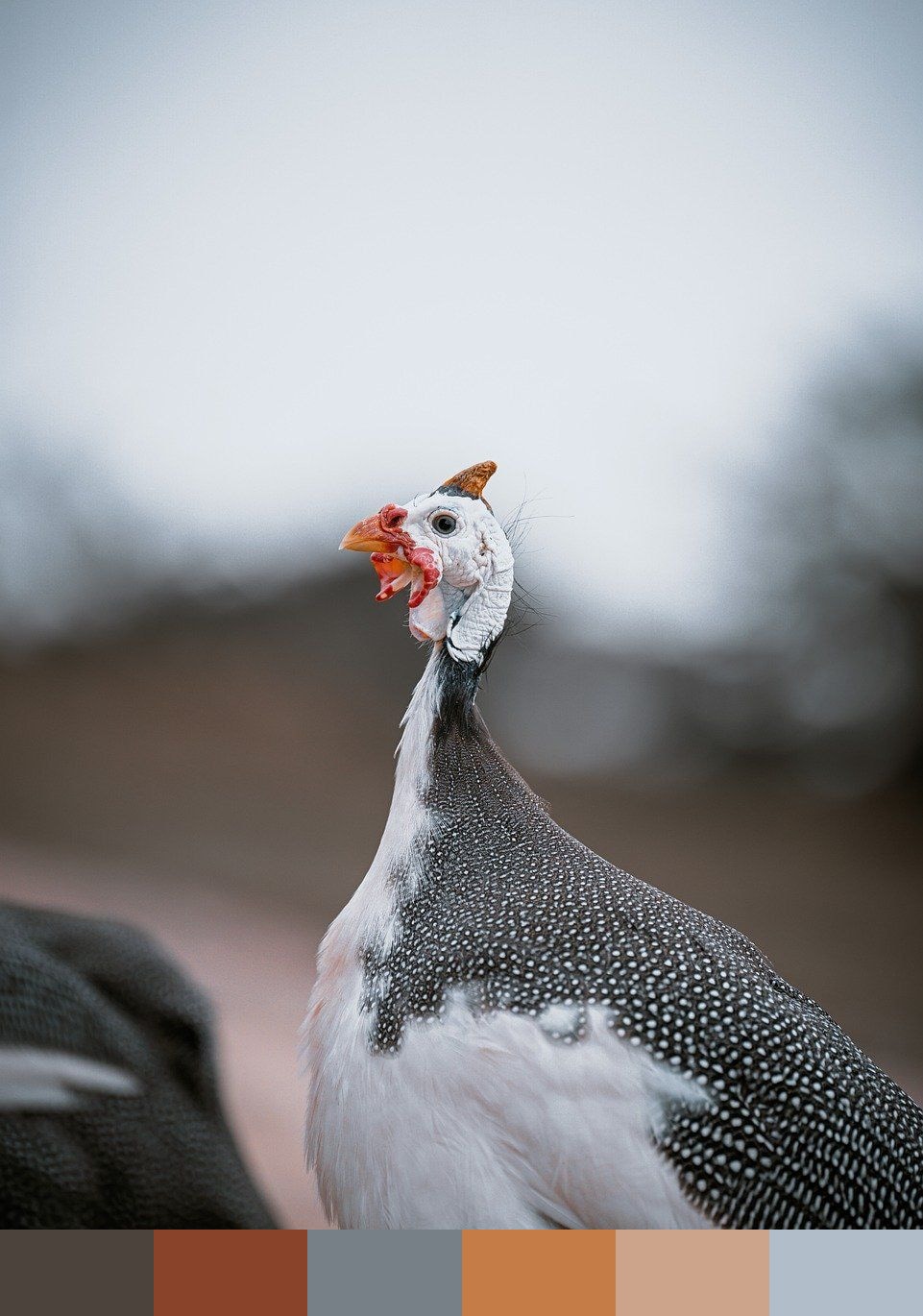 Guinea fowl color palette