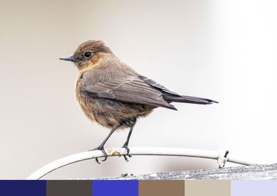 Indian chat color palette