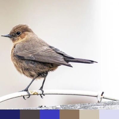 Indian chat color palette