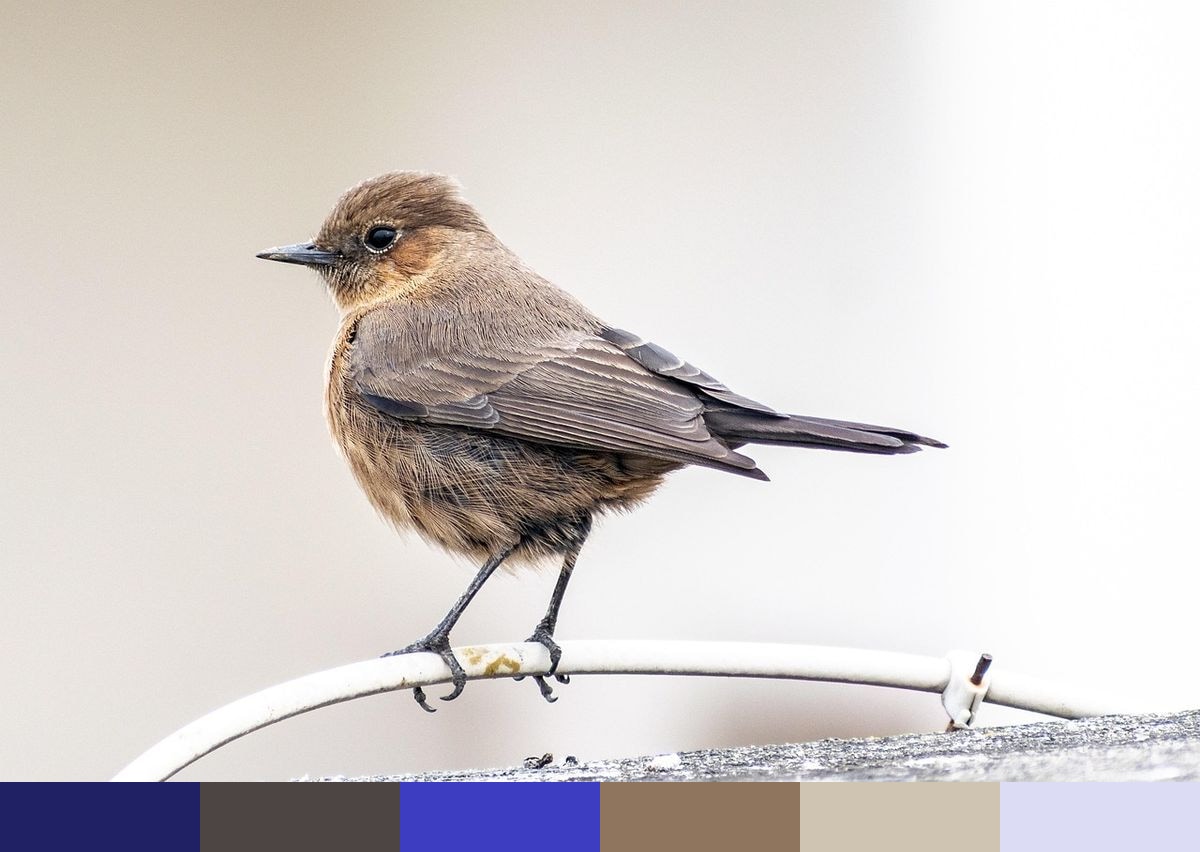 Indian chat color palette