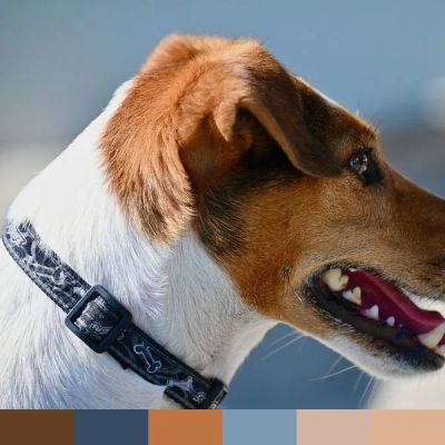 Jack Russell Terrier color palette