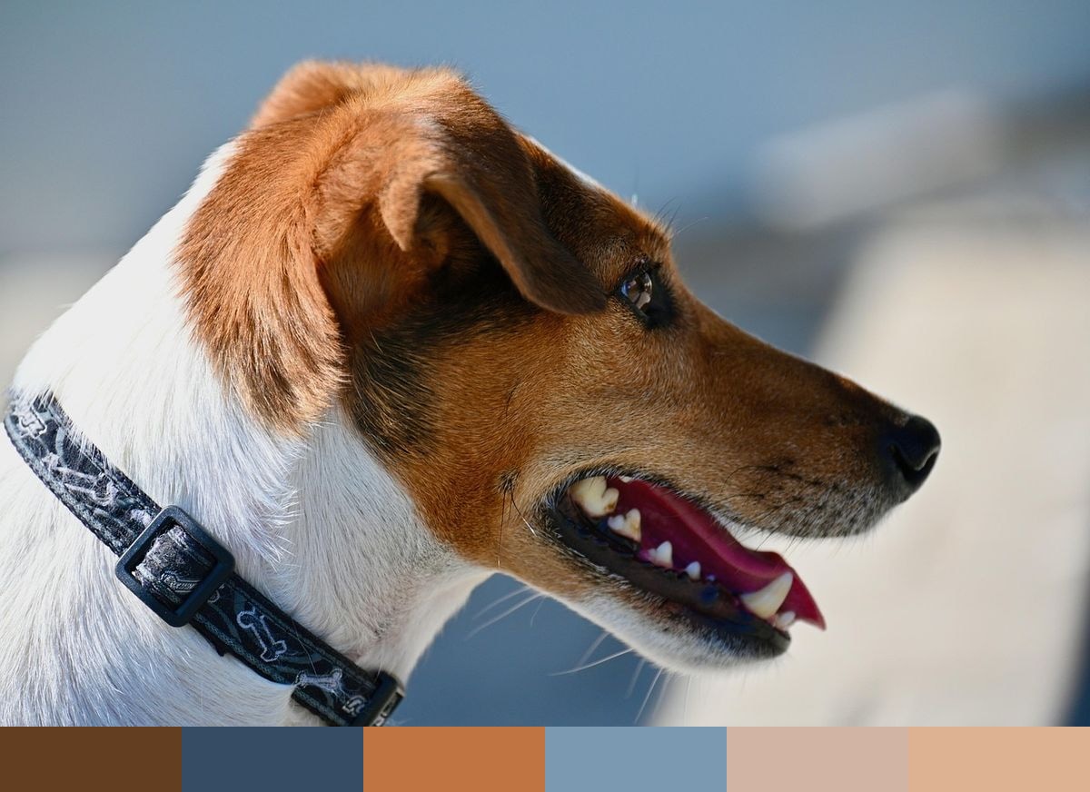 Jack Russell Terrier color palette