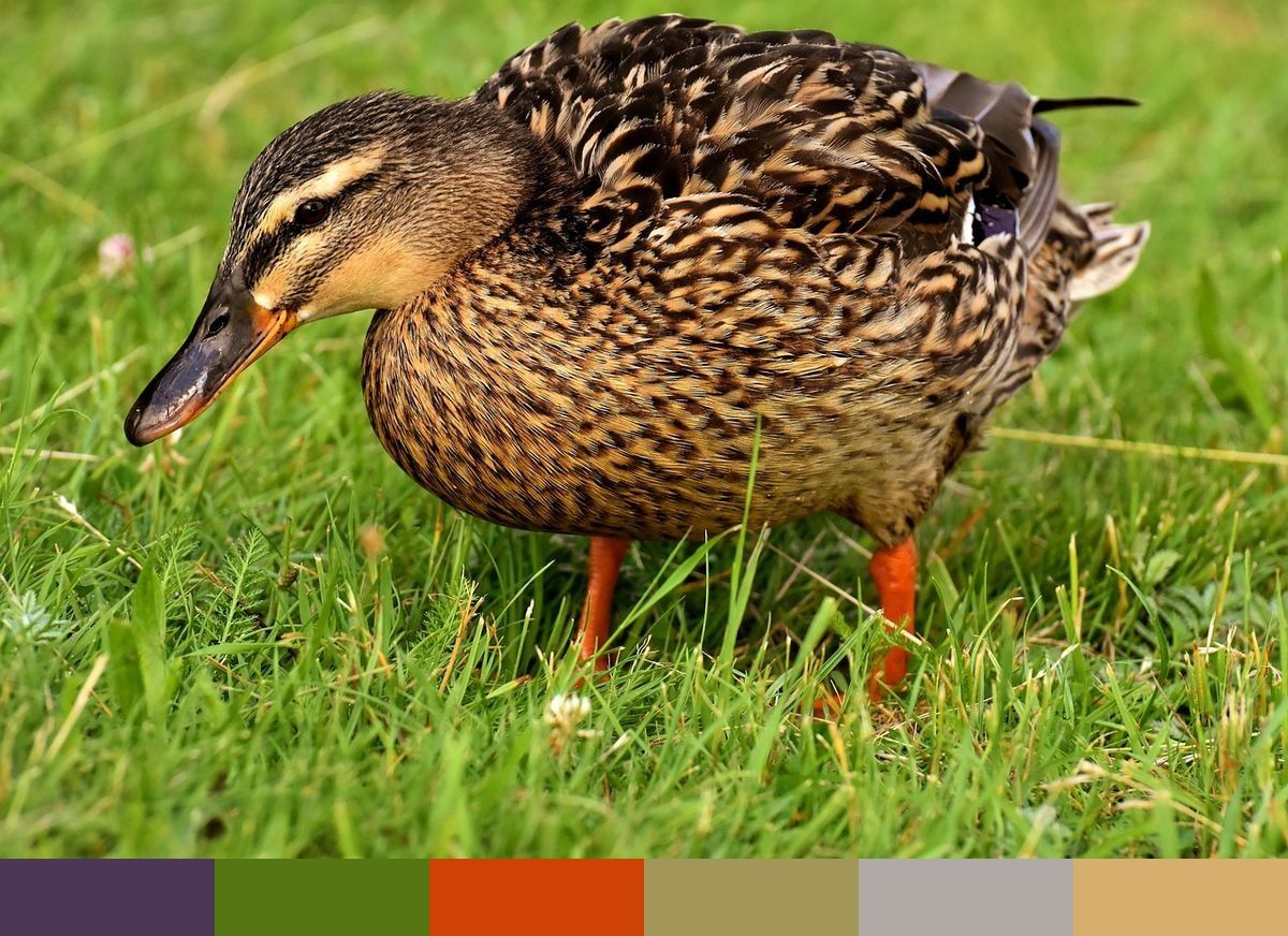 Duck Color Spectrum Mallard Duck Color Palette — 6 Iridescent & Nature Hex Codes ...
