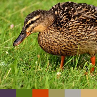 Mallard Duck color palette