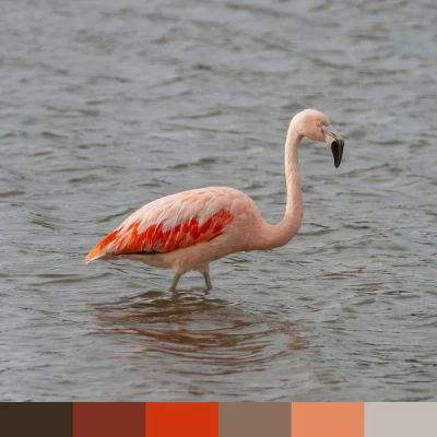 Pink Flamingo color palette