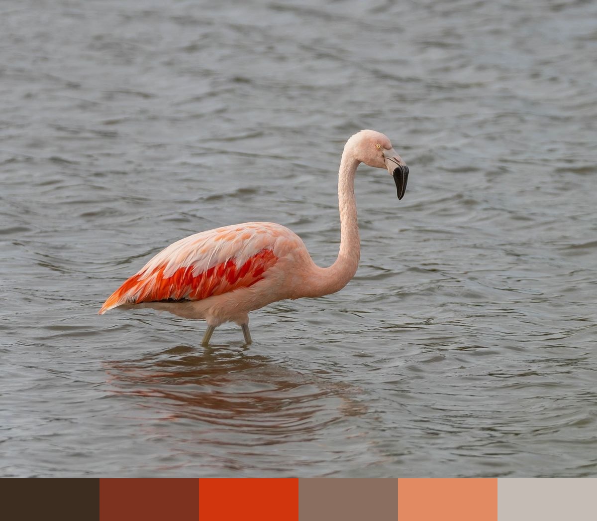 Pink Flamingo color palette