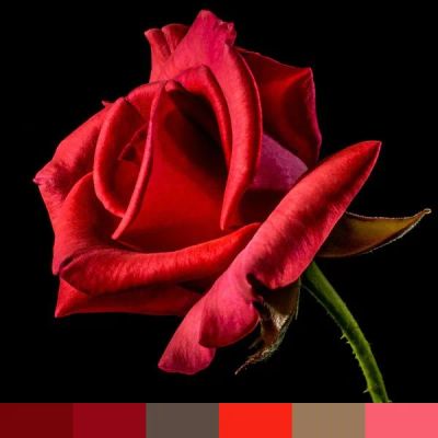 Rose on Black Background color palette