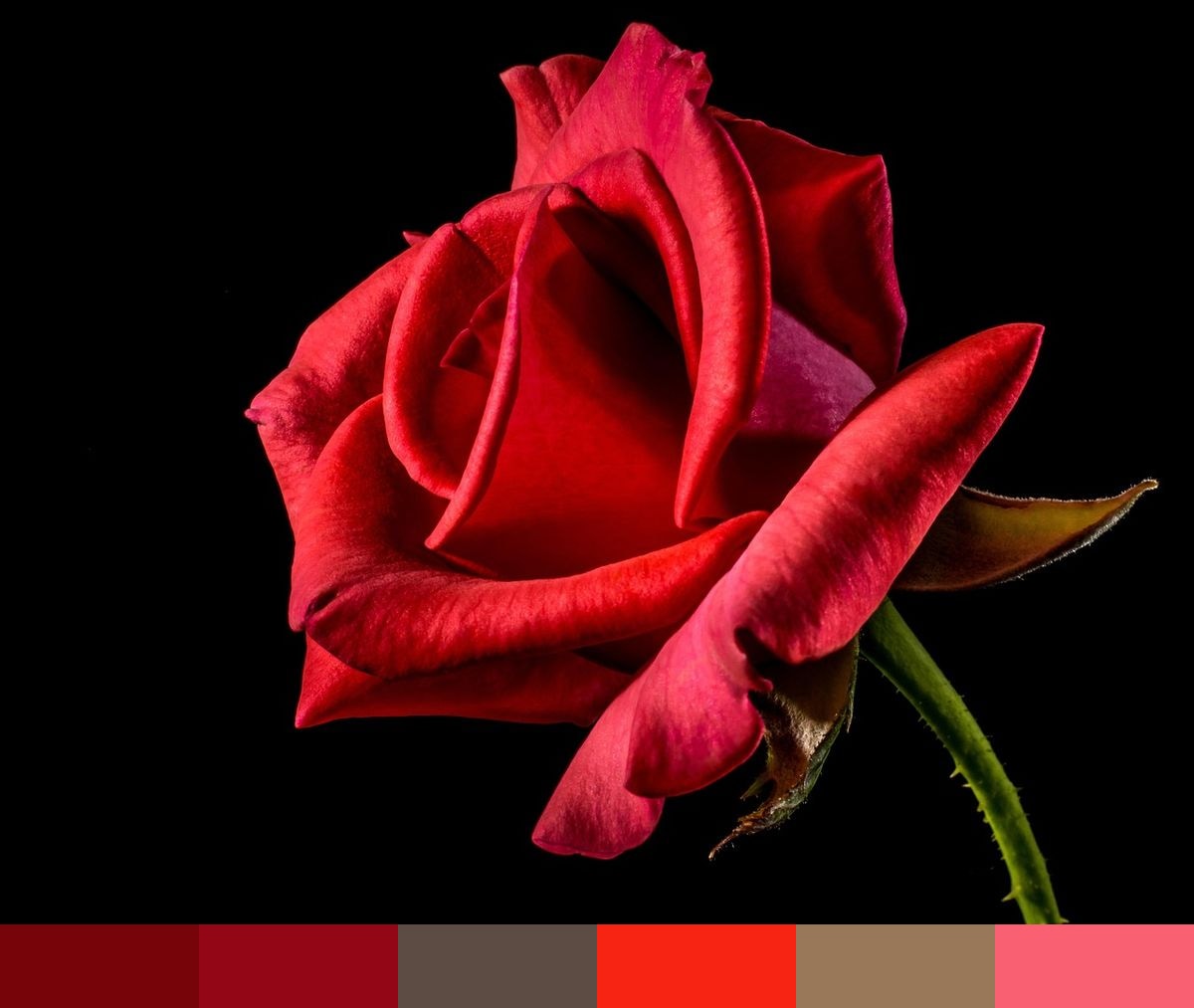 Rose on Black Background color palette