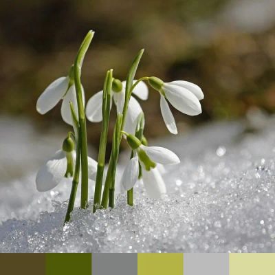 Spring Snowdrop Flowers color palette