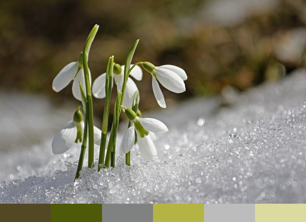 Spring Snowdrop Flowers color palette
