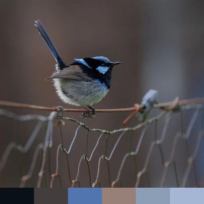 Superb fairywren color palette