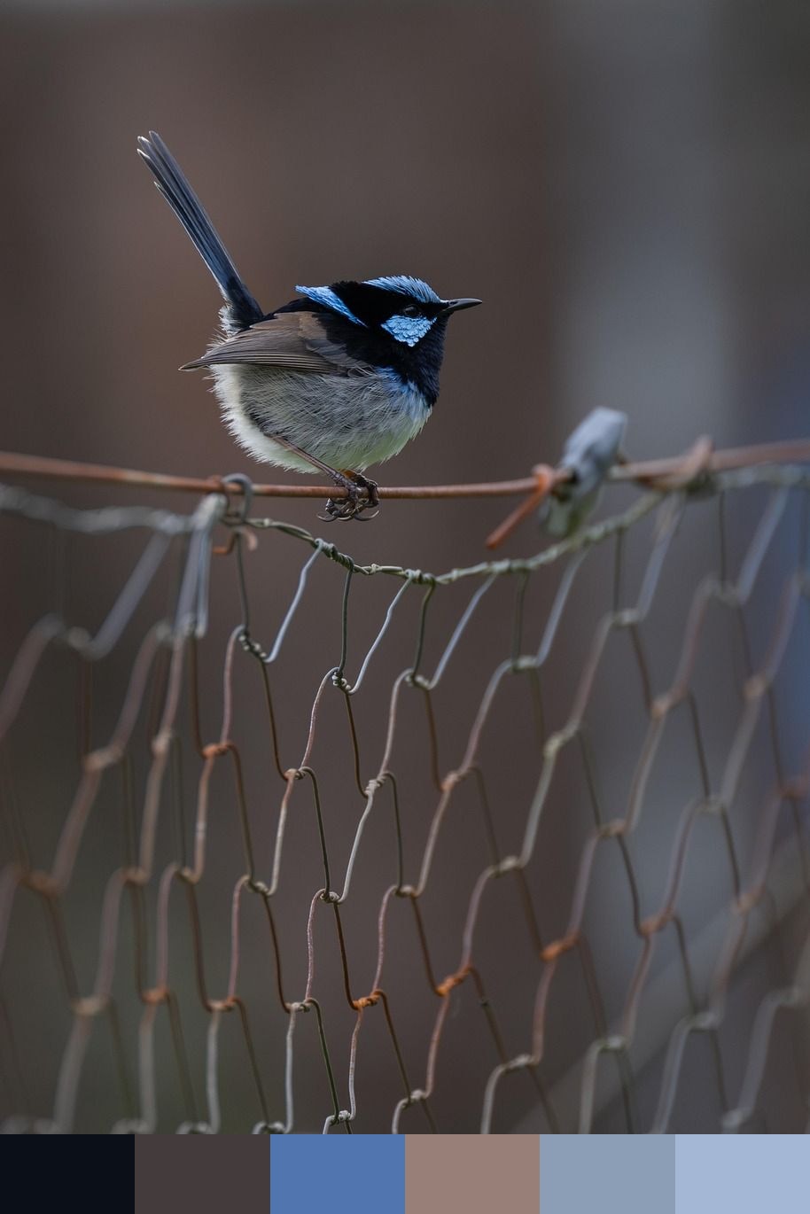 Superb fairywren color palette