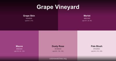 Grape Vineyard