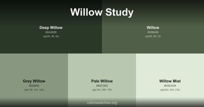 Willow Study